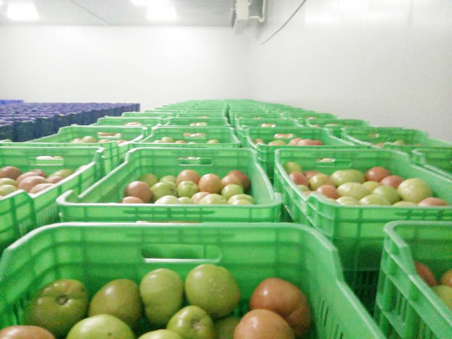 shanxi-vegetable-refrigeration-storage19